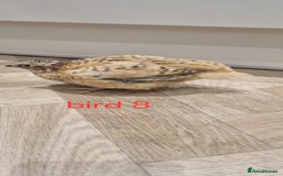 Quail poultry for sale: Coturnix quail three week old (not sexed)  - Image 16