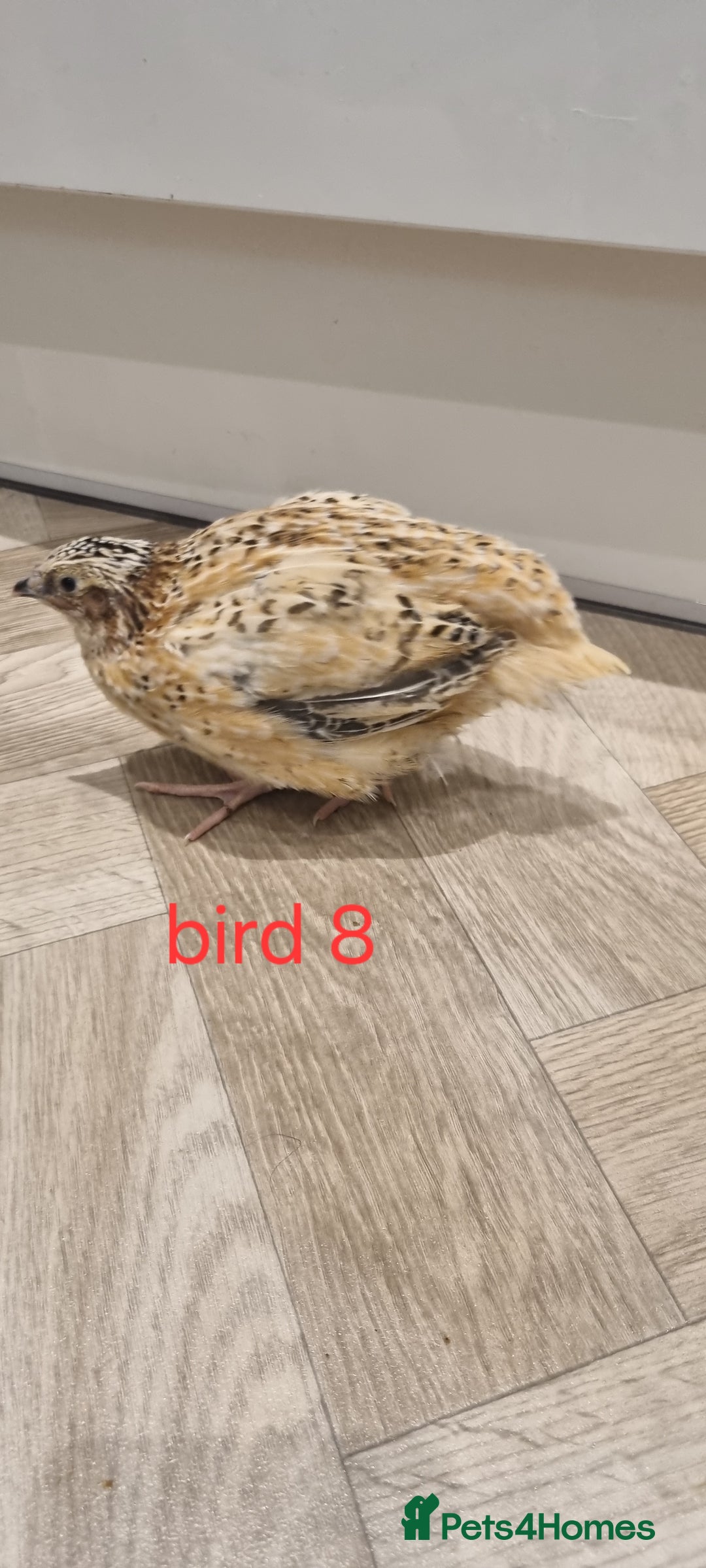 Quail poultry for sale: Coturnix quail three week old (not sexed)  - Image 16