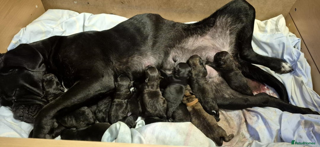 Mixed Breed dogs for sale: Mastiff x rottweiler  - Image 3