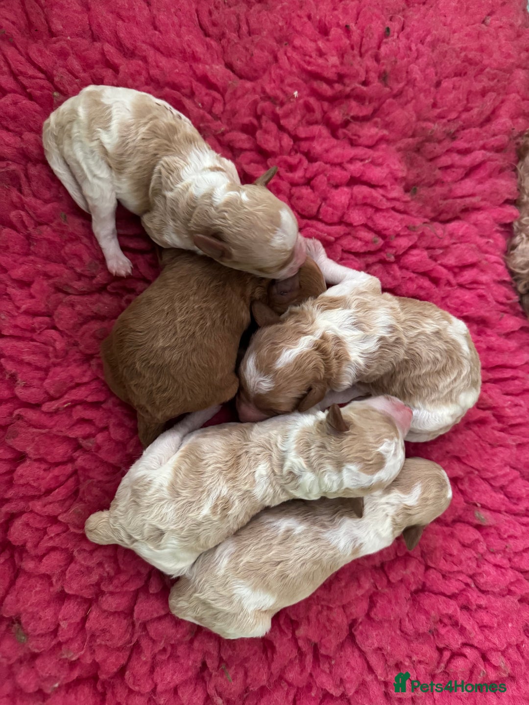 Toy Poodle dogs for sale: Tiny, rare parti poodle puppies. Red & white.  - Image 2