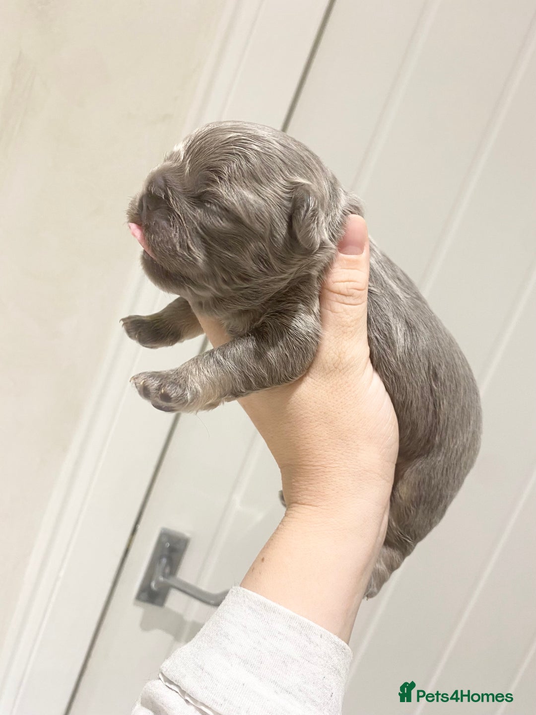 French Bulldog dogs for sale: TINY TEDDY BEAR FRENCH BULLDOG PUPS  - Advert 7