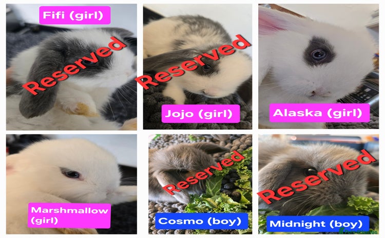 Mini Lop rabbits - Advert 2