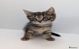 Maine Coon cats for sale: Beautiful baby boy ready to leave! - Image 5