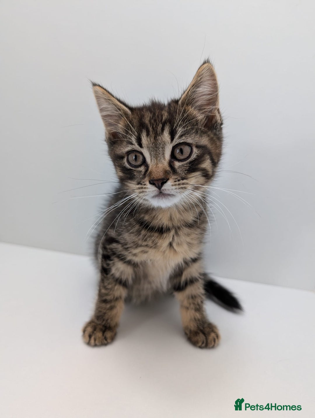 Maine Coon cats for sale: Beautiful baby boy ready to leave! - Image 5