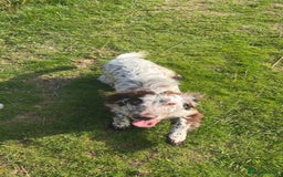 Sprocker dogs for sale: Sprocker male 7 months  - Image 2