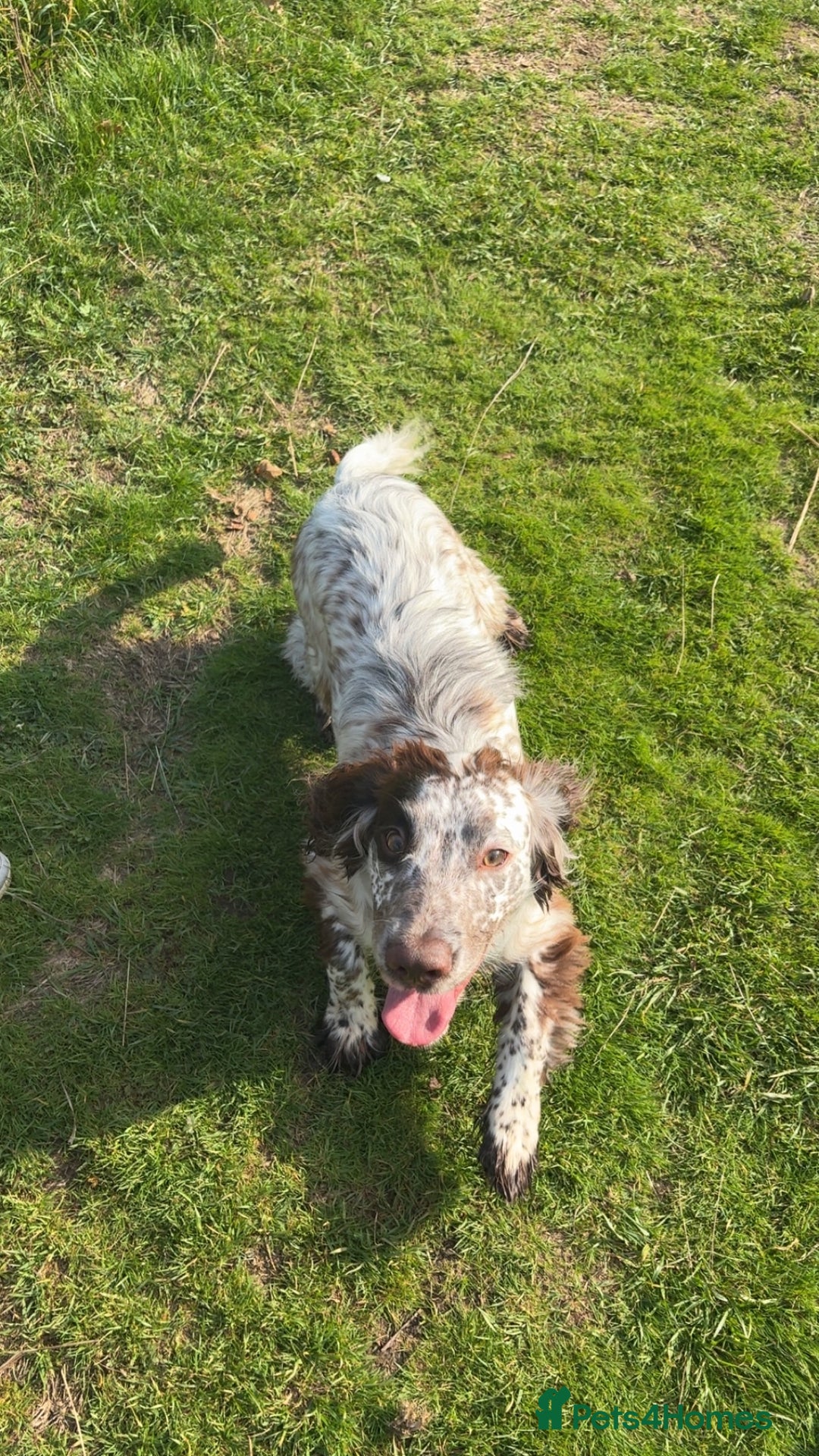 Sprocker dogs for sale: Sprocker male 7 months  - Image 2