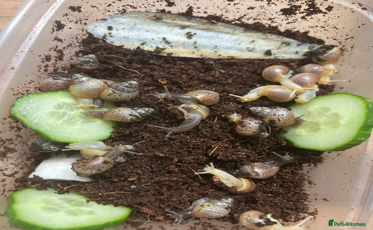 Snails invertebrates - Advert 16