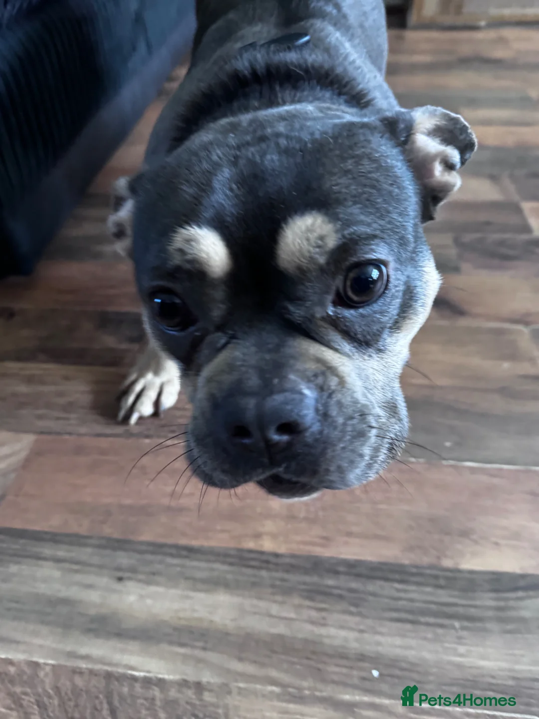 American Bulldog dogs for sale: american bulldog(micro) in Croydon - Advert 2