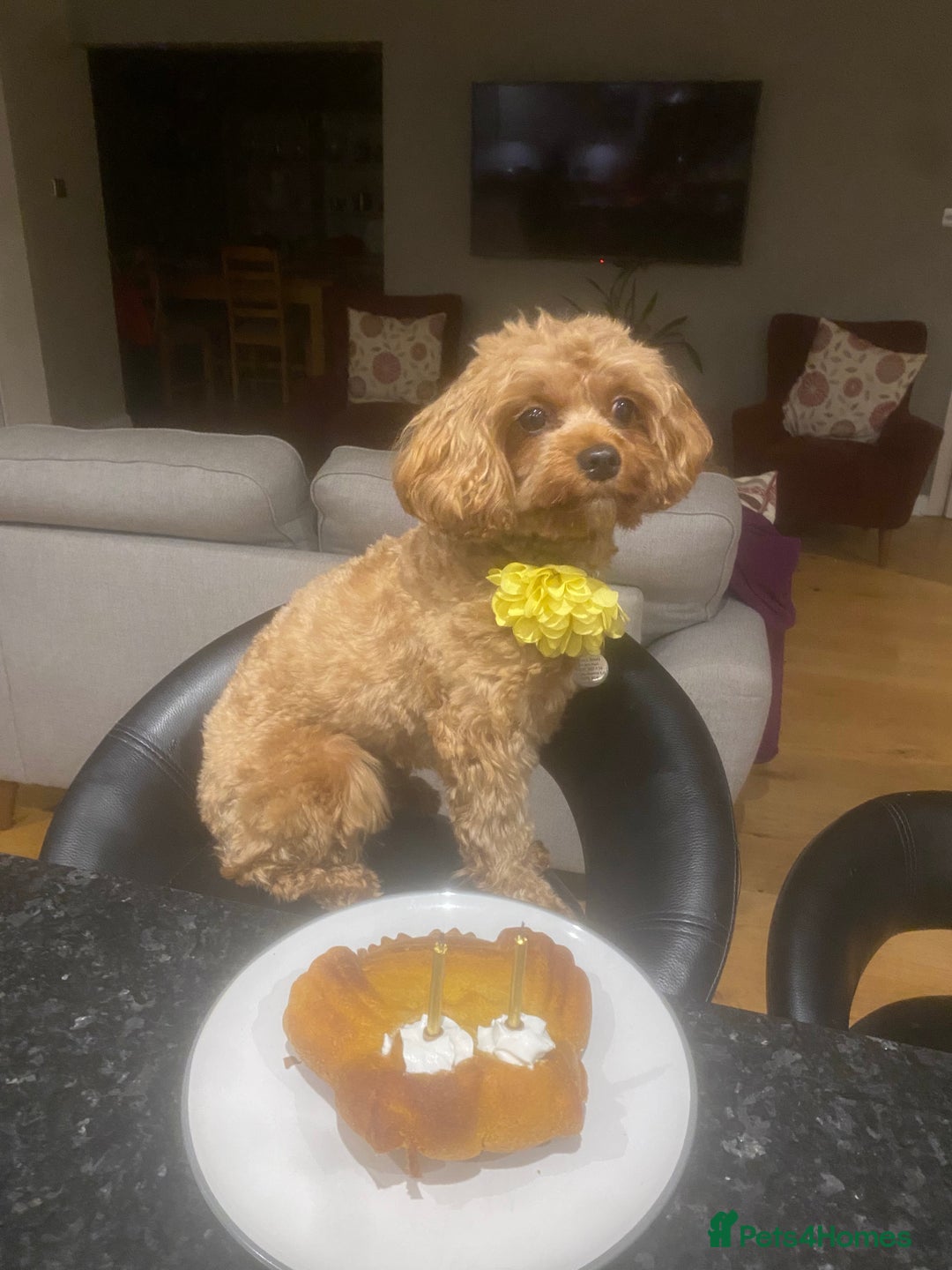 Cavapoo dogs for sale: F1B Toy Red Cavapoos for Sale - Advert 16