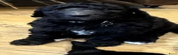 Mixed Breed dogs for sale: Poodle cross puppies. - Advert 14