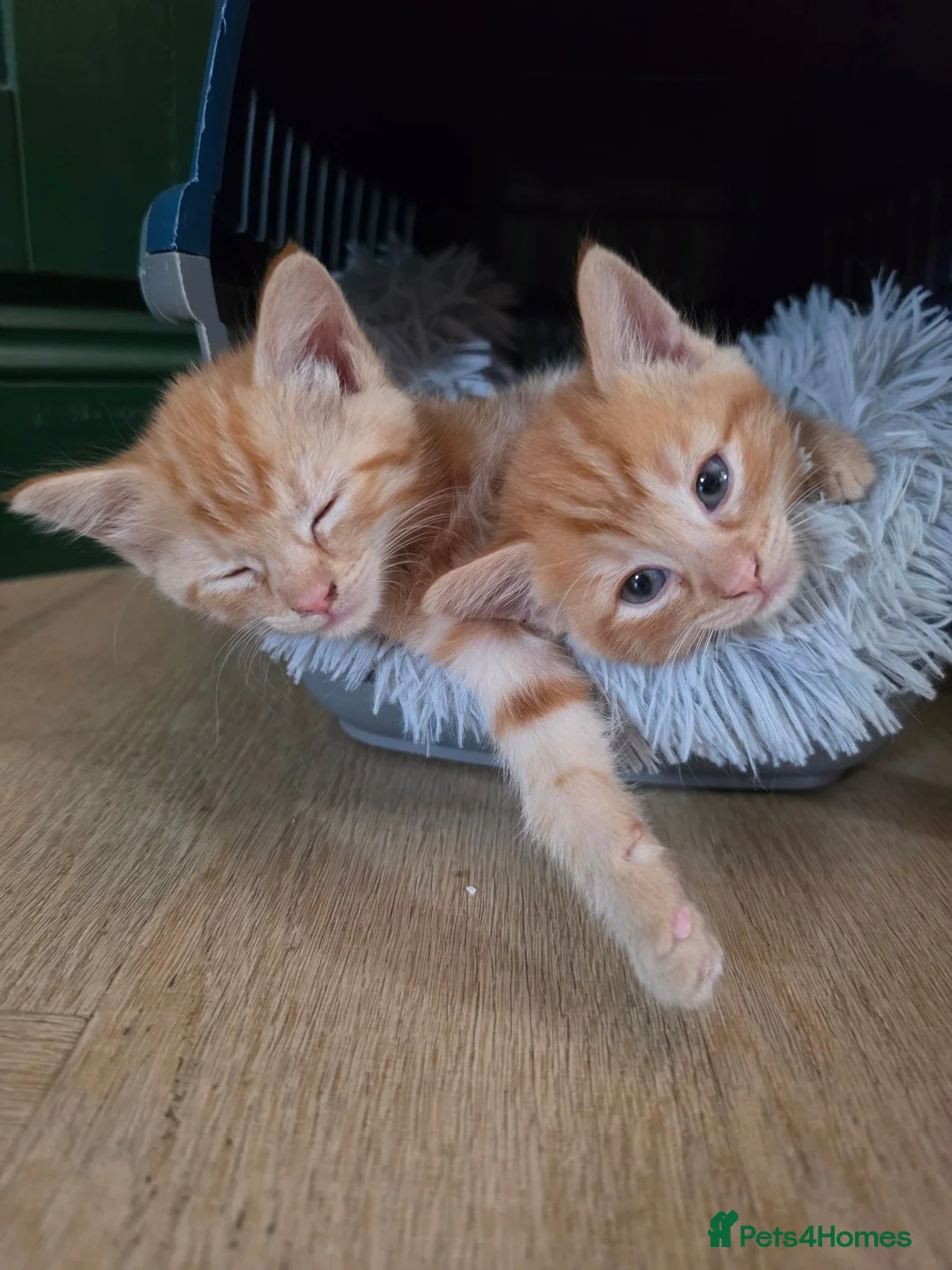 Mixed Breed cats for sale: 3 male kittens  - Advert 2