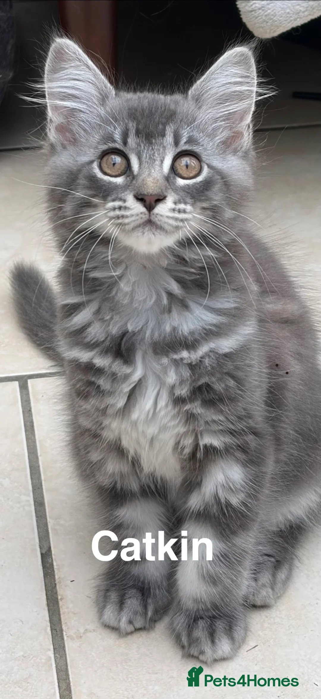 Mixed Breed cats for sale: Beautiful kittens! in Camberley - Advert 14