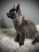 Maine Coon cats Full Maine Coon Black Smoke Female kitten - Advert 15