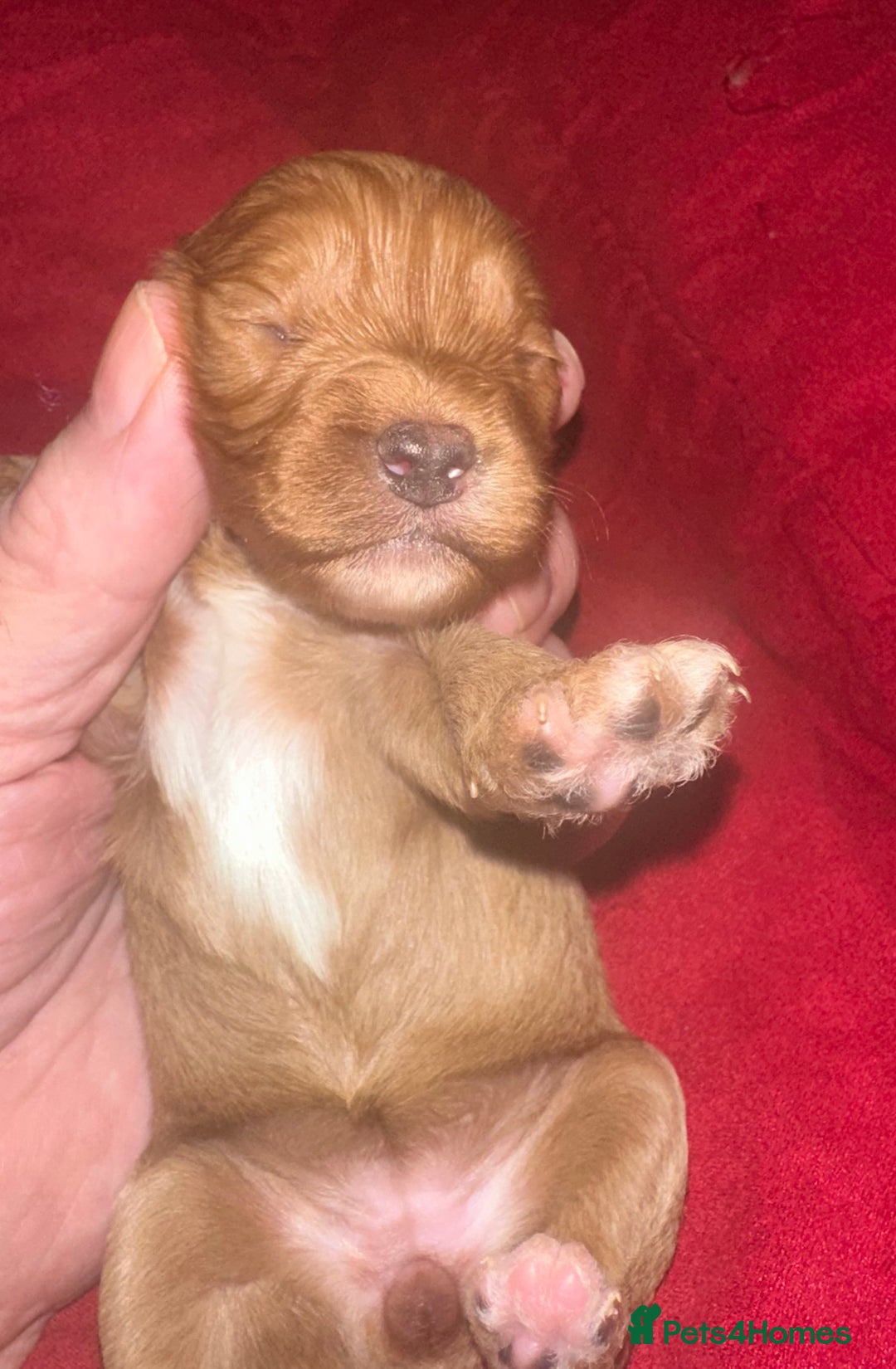 Cavapoo dogs for sale: Cavapoo Puppies - Advert 3