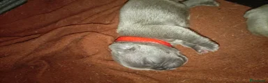 French Bulldog 4