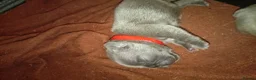French Bulldog dogs for sale: Beautiful blue french Bulldogs - Advert 6