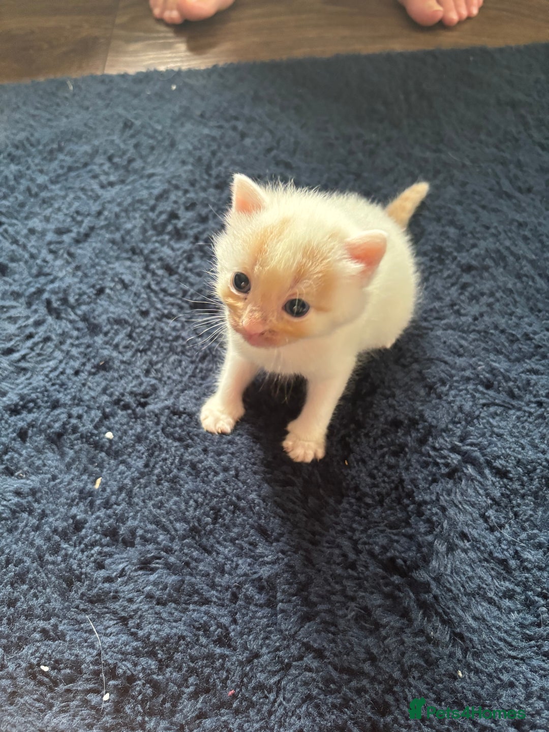 Turkish Van cats for sale: 2 x boy kittens  - Image 7