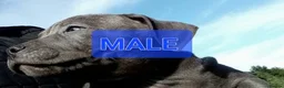 Staffordshire Bull Terrier dogs for sale: Blue Staffordshire bull terrier puppies in Birmingham - Advert 9