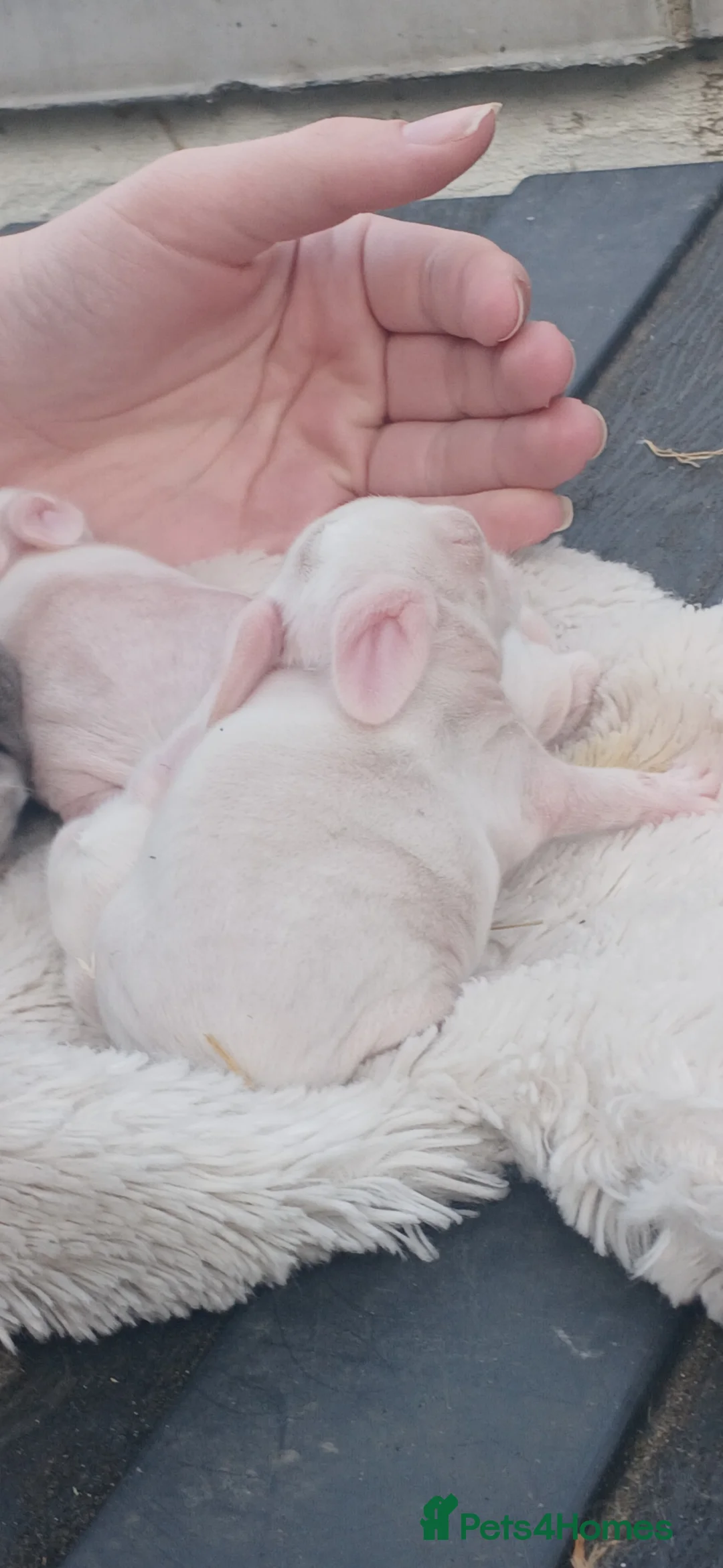 Mixed Breed rabbits for sale: 2 albino rabbits in Llandudno - Advert 3