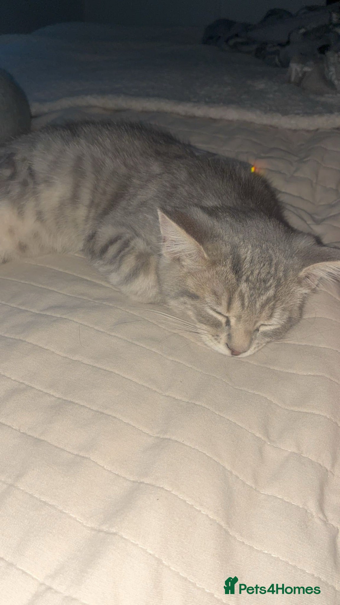 British Shorthair cats 3 and a half months old  - Advert 6