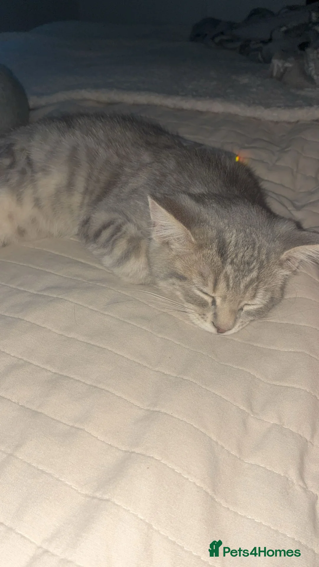 British Shorthair cats for sale: 3 and a half months old  in Folkestone - Advert 1