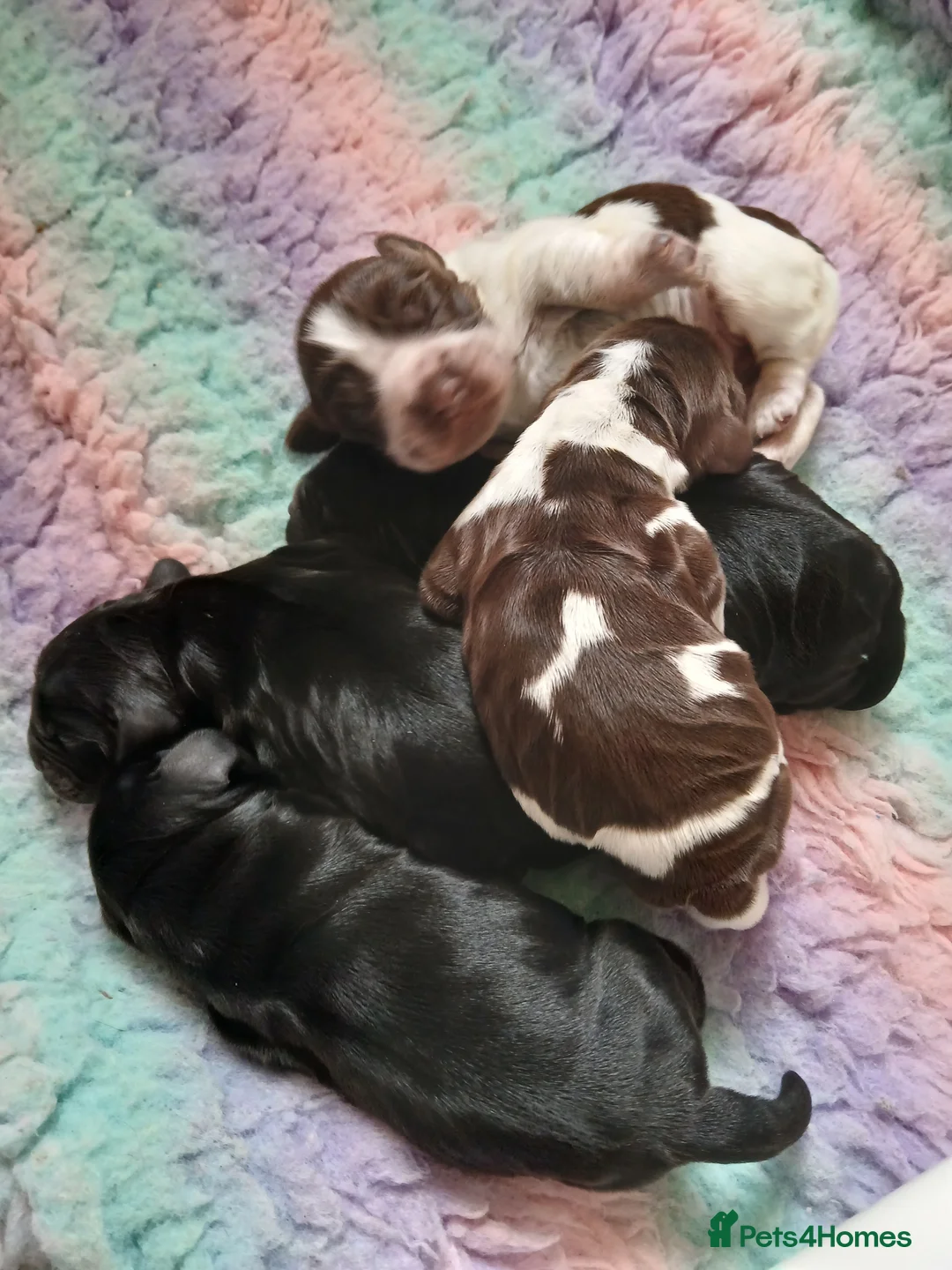 Cocker Spaniel dogs for sale: Show Type KC reg Cocker Spaniels - Advert 2