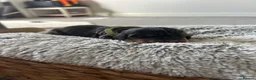 Cocker Spaniel dogs for sale: 🌟Rare Coloured Show-Type Cocker Spaniel Puppies🌟 in Rhyl - Advert 5