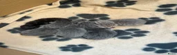 Mixed Breed cats for sale: Stunning kittens  - Advert 19