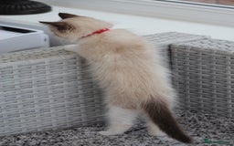 Ragdoll cats for sale: 🐈✨ Tica Registered Ragdoll Kittens in Tamworth - Image 10