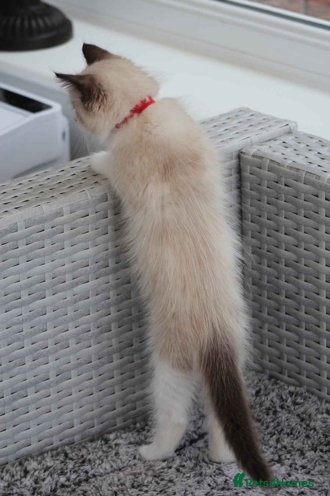 Ragdoll cats for sale: 🐈✨ Tica Registered Ragdoll Kittens in Tamworth - Image 10