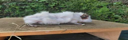 Guinea Pig rodents for sale: Baby guinea-pigs  - Advert 6