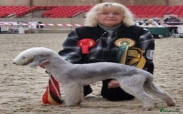 Mixed Breed dogs for sale: Bedlington Terrier X Whippet Puppies ⭐️ - Image 21