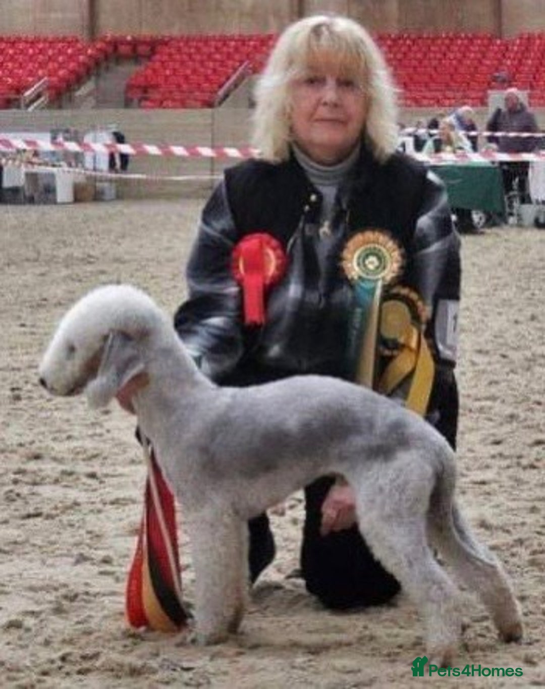 Mixed Breed dogs for sale: Bedlington Terrier X Whippet Puppies ⭐️ - Image 21