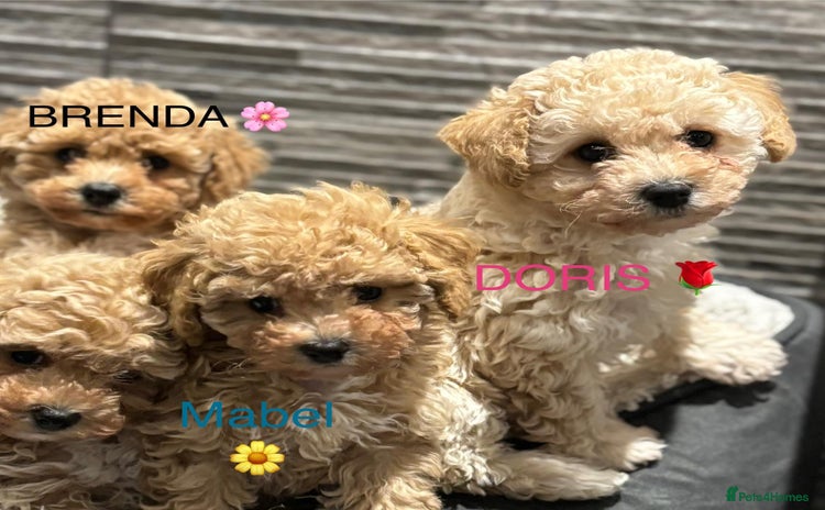 Poochon dogs 3 Poochons,  All Girls 💝Ready Now in Cheshire  - Advert 14