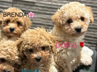 Poochon dogs 3 Poochons, All Girls 💝Ready Now in Cheshire - Advert 5
