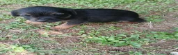 Border Terrier dogs for sale: Border terrier puppies  in Maidstone - Advert 10