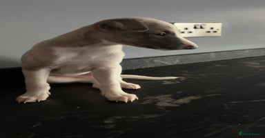 Whippet dogs - Advert 3