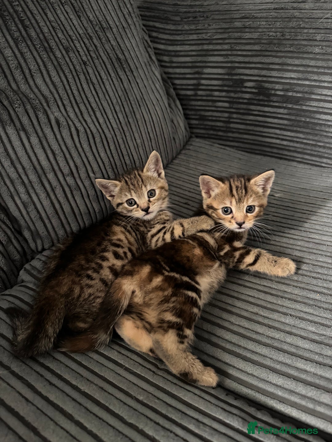 Mixed Breed cats for sale: American bobtail / tortoise shell - Image 8
