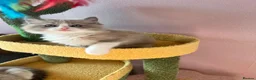 Ragdoll cats for sale: Registered Ragdoll Kittens for Sale - Advert 7