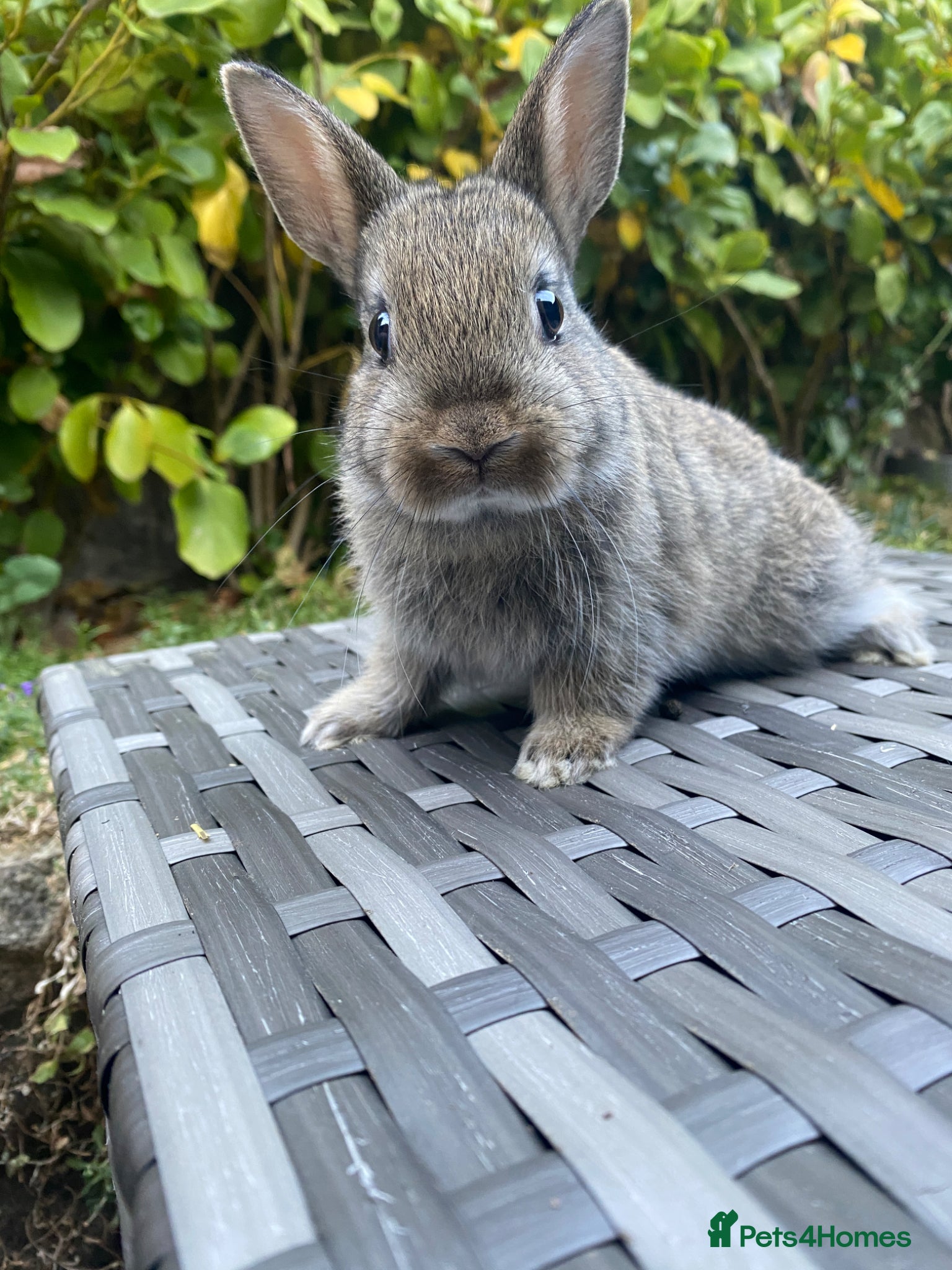 Netherland Dwarf rabbits Ready to leave Netherland Dwarf - Advert 2