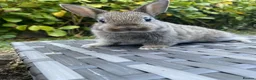 Netherland Dwarf rabbits for sale: Netherland Dwarf - Advert 6