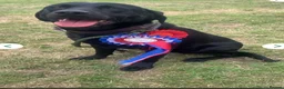 Labrador Retriever dogs for stud: Kc registered black lab - Advert 4
