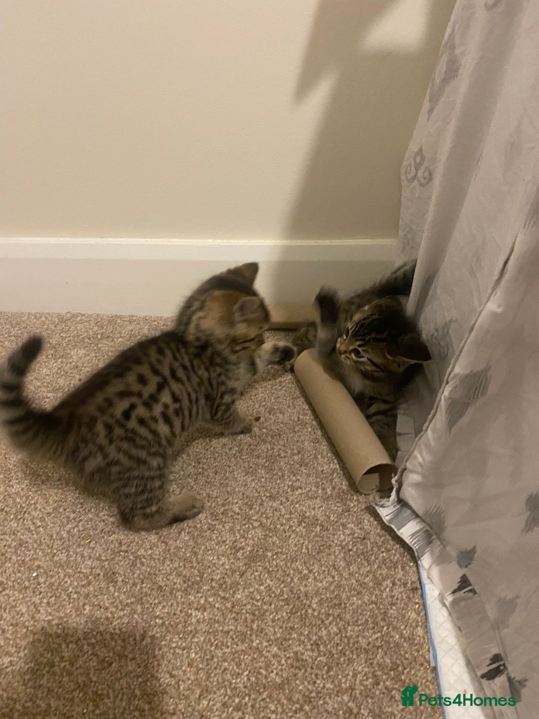 Mixed Breed cats for sale: Ragdol x bengal  - Advert 21