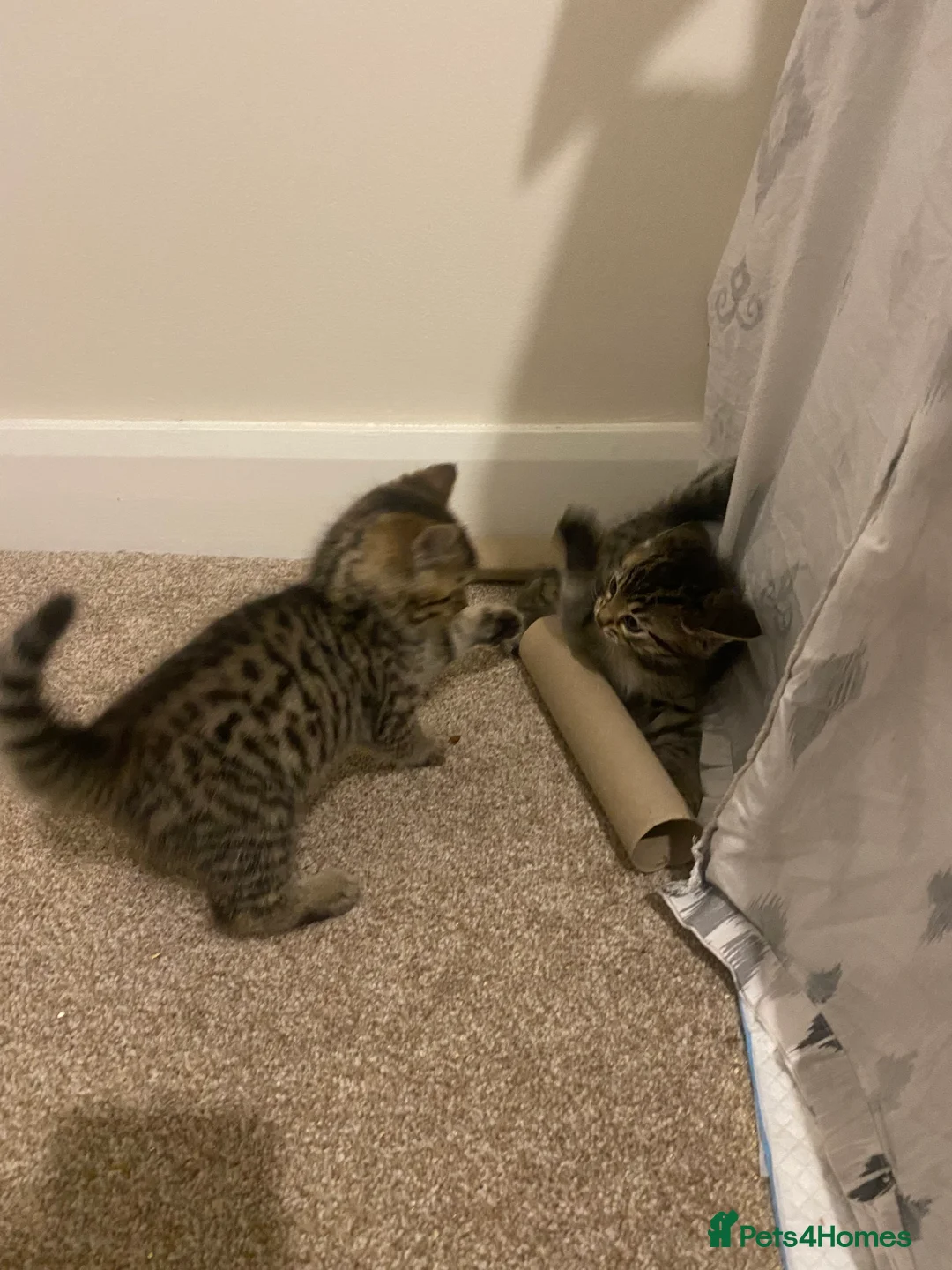 Mixed Breed cats for sale: Ragdol x bengal 2 left  - Advert 21
