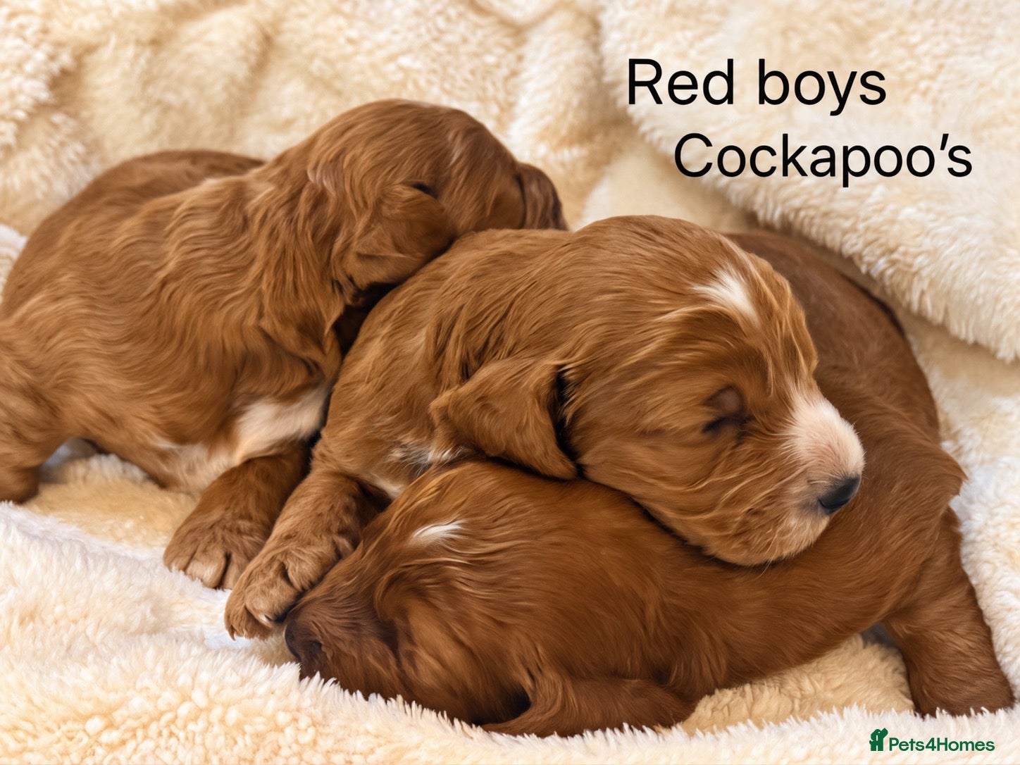 Cockapoo dogs Stunning red sable and red F1 Cockapoo’s - Advert 2