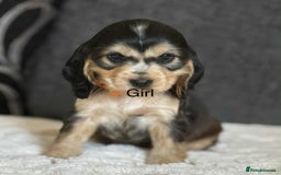 Cocker Spaniel dogs for sale: Kc registered cocker spaniels poops for sale - Image 5