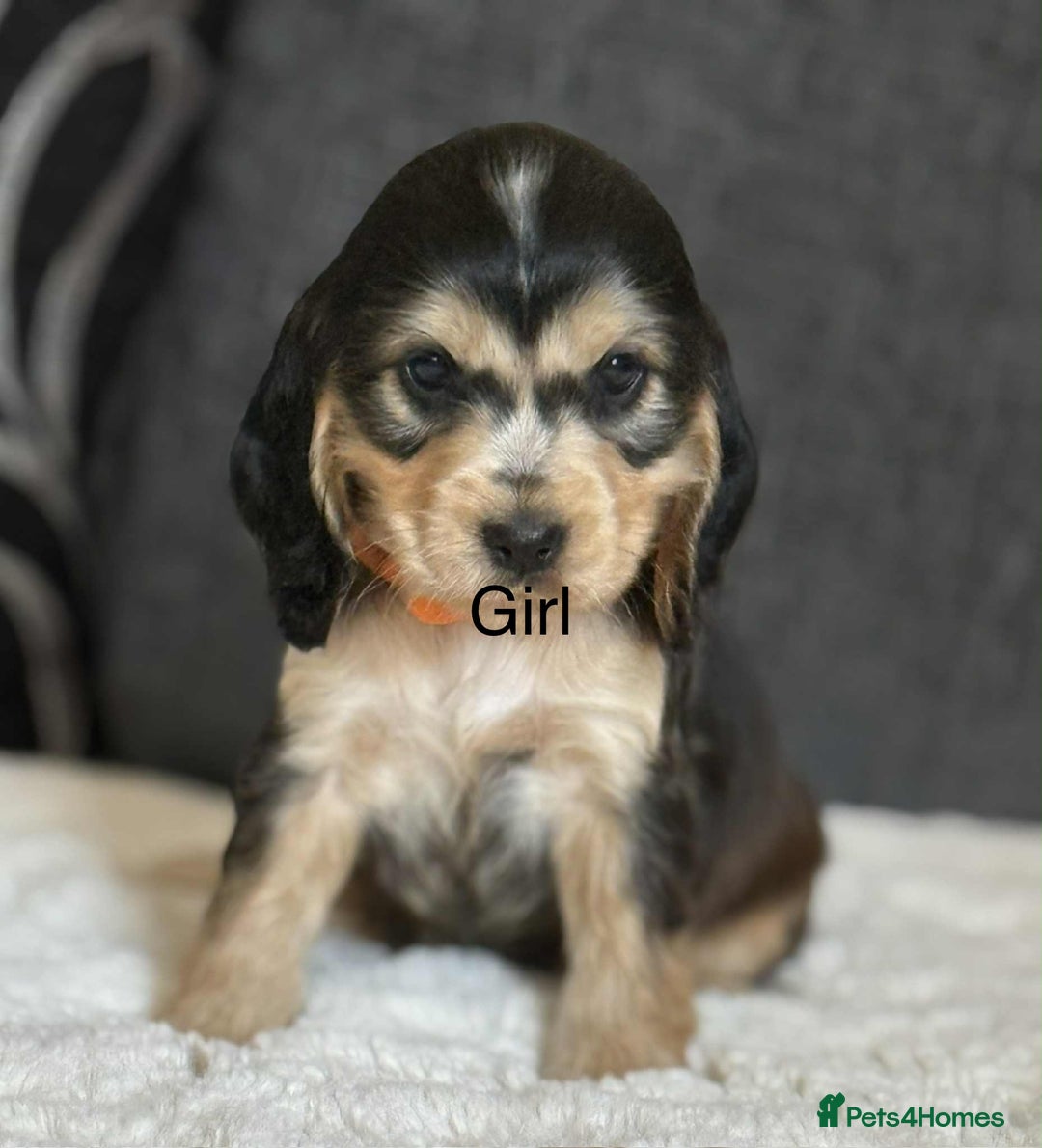 Cocker Spaniel dogs for sale: Kc registered cocker spaniels poops for sale - Image 5