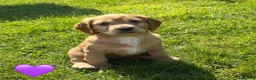 Cocker Spaniel dogs for sale: Beautiful litter of red working Cocker Spaniels - Advert 9