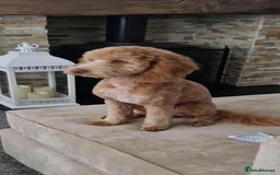 Cockapoo dogs for sale: Cockapoo name is teddy  - Advert 2