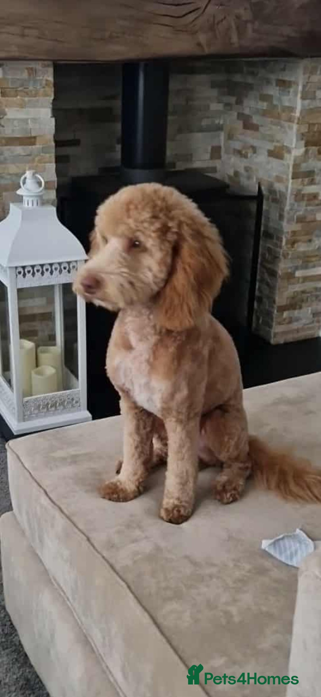 Cockapoo dogs for sale: Cockapoo name is teddy  - Advert 2